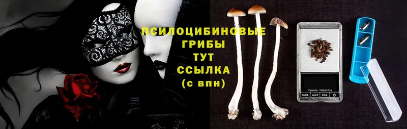 Псилоцибиновые грибы Psilocybine cubensis  где можно купить   Старая Купавна 